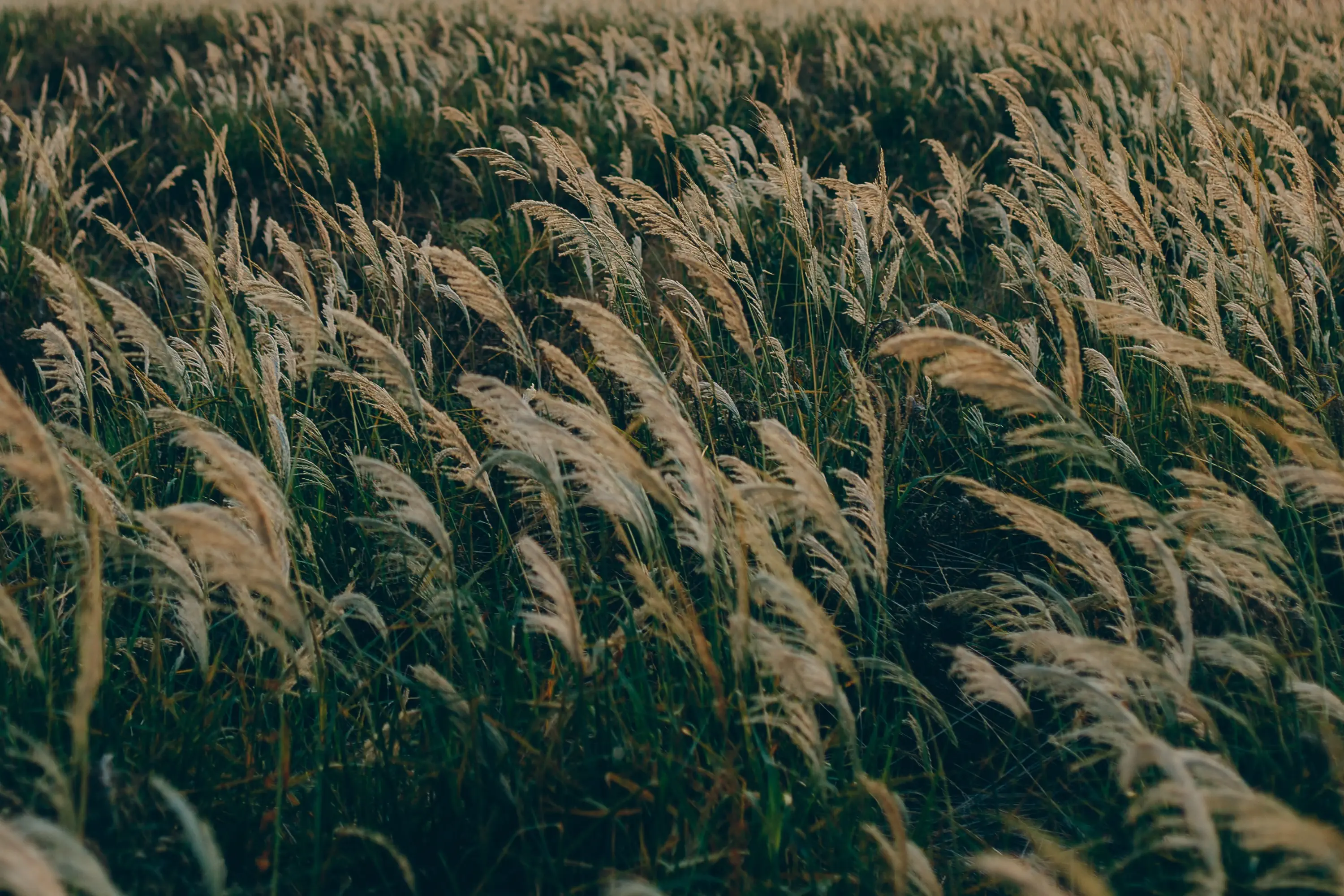 outdoor field of green and tan grass